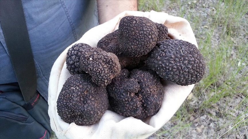 Truffle Mushrooms